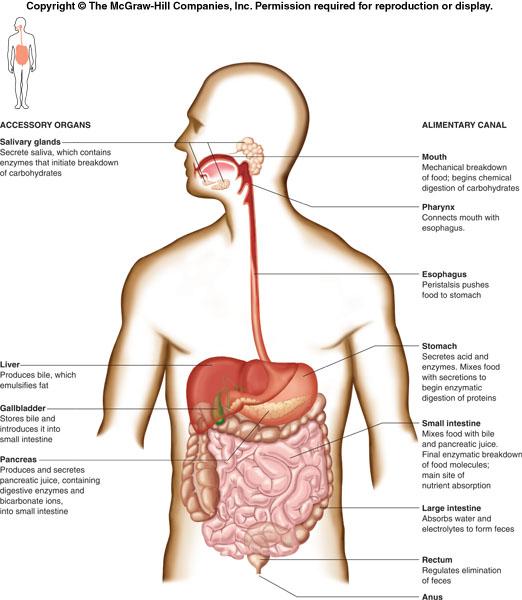 The digestive system consists of an alimentary