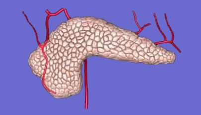 Review Food moves down the esophagus using muscle contractions, called peristalsis. The liver produces bile salts that break down fats.