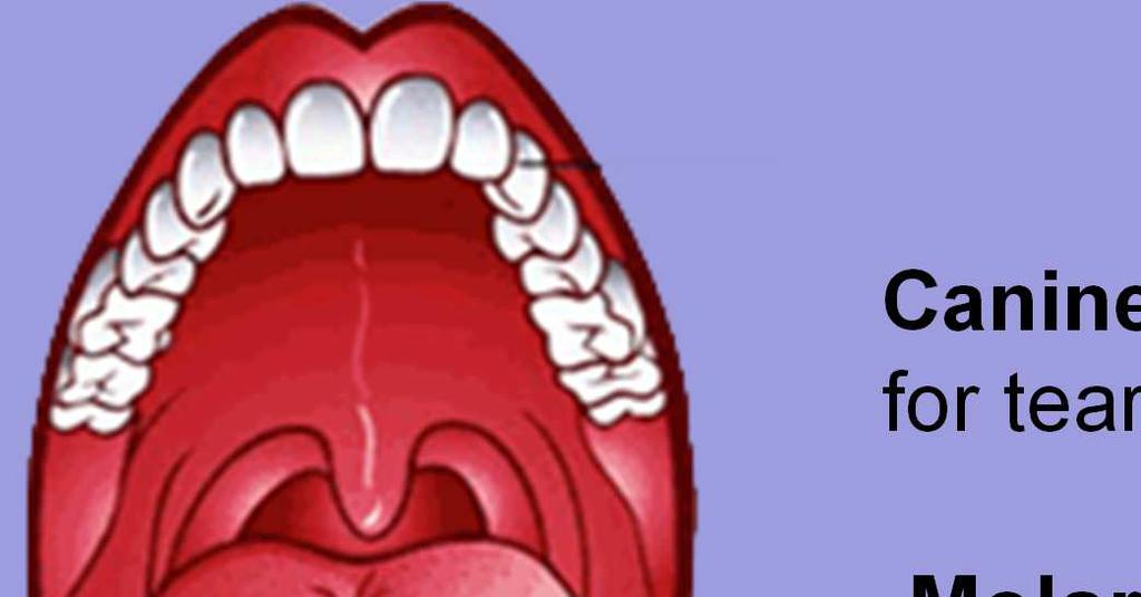 THE MOUTH Physical digestion chewing and teeth break food into smaller pieces