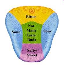THE TONGUE Has taste buds that are groups of cells located on the tongue that enable