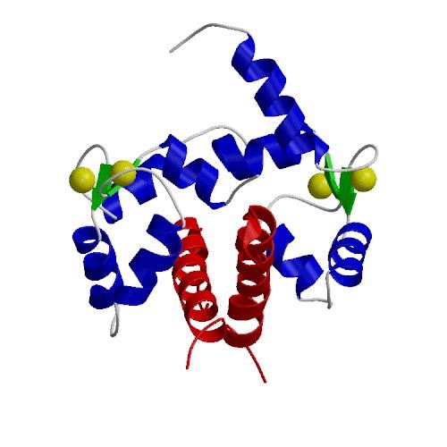 Ca +2 /CaM-GAD Ca +2 /CaM -Acidic protein (4 EF hand, 12 amino acids Asp and