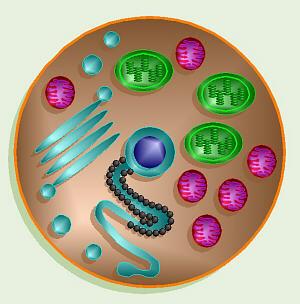 Cell Makeup Chapter 4 The Cell: The Fundamental Unit of Life We previously talked about the cell membrane The cytoplasm is everything inside the membrane, except the nucleus Includes Cytosol = liquid