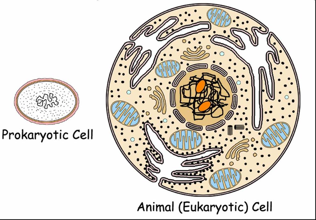 This means eukaryotic cells can be larger than prokaryotic cells Still, being small has some advantages Solutes taken into cells through membrane Consider 2 cubes (even though most cells are