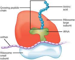 Ribosomes Made from rrna (2 units) Polypeptide chain constructed
