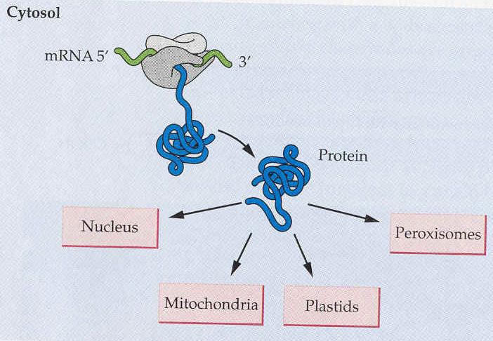 destination of protein Bound for cytosol, = binds to free ribosome