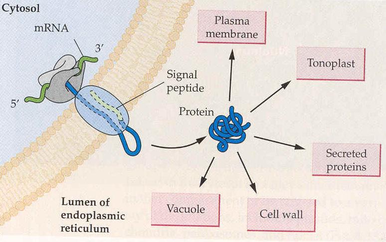 membrane- bound organelle = mrna/ribosome complex associates with