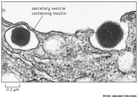 Secretory vesicles Proteins for discharge from cell Trans