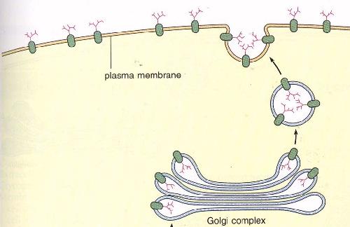 are modified and/or combined in the Golgi, encapsulated and