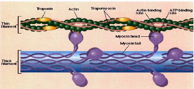 Comparison of Cytoskeletal Proteins Thick