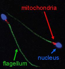 Example: trachea Flagella Cellular Extensions
