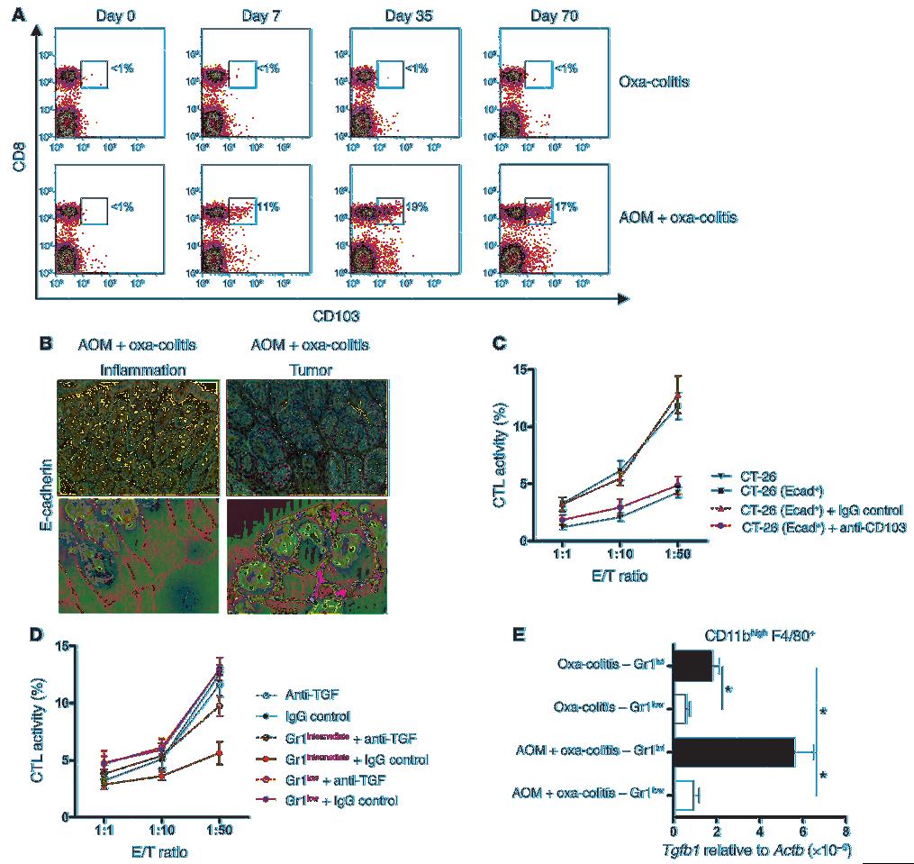 Figure 8 Tumor immunosurveillance is mediated by CD8 + CD103 + T cells. (A) CD8 + CD103 + T cell expression during oxa-colitis and oxa-colitis with AOM-induced tumors.