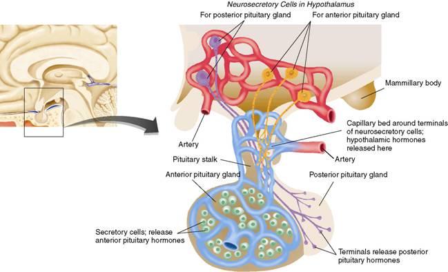 The Forebrain Hypothalamus Anterior pituitary gland: The anterior part of the pituitary