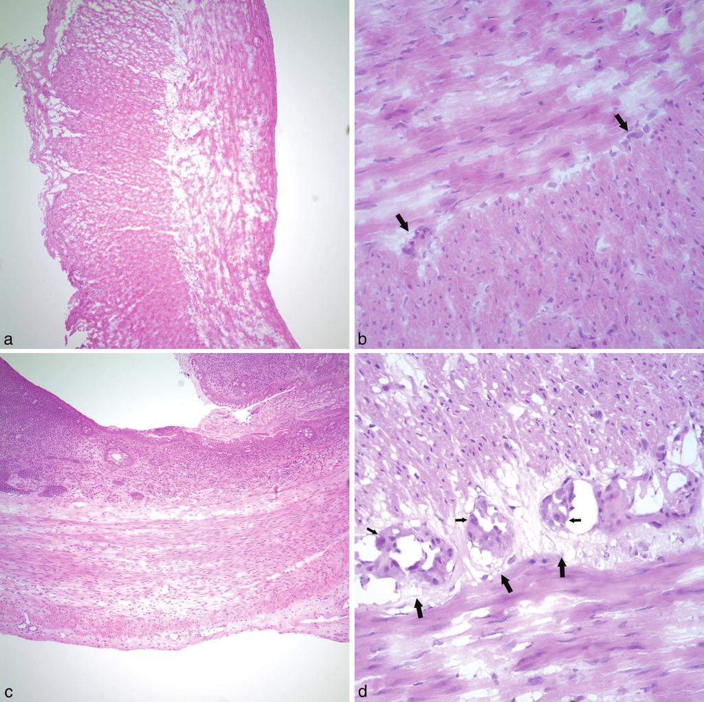 Figure 2. Frozen sections stained with hematoxylin-eosin.