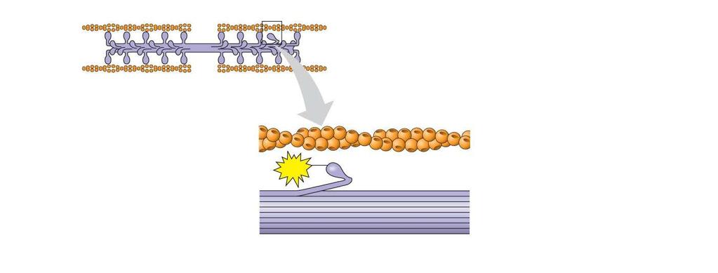 Fig. 50-27-1 Thick filament Thin filaments ATP Myosin