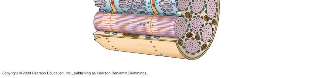 Myofibril Plasma membrane of muscle fiber