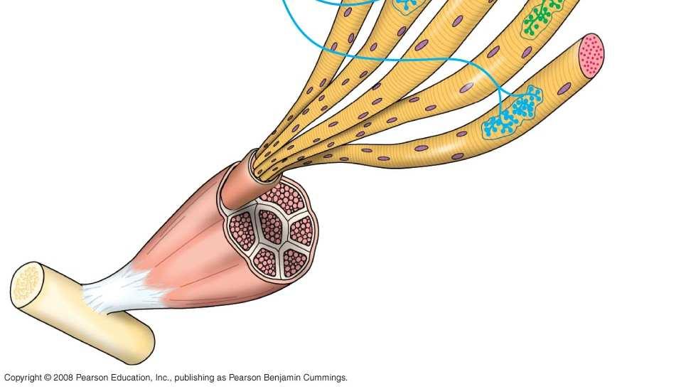 Nerve Motor neuron cell body Motor