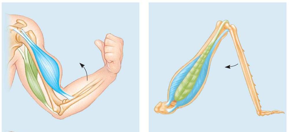 Fig. 50-32 Human Biceps contracts Extensor muscle relaxes