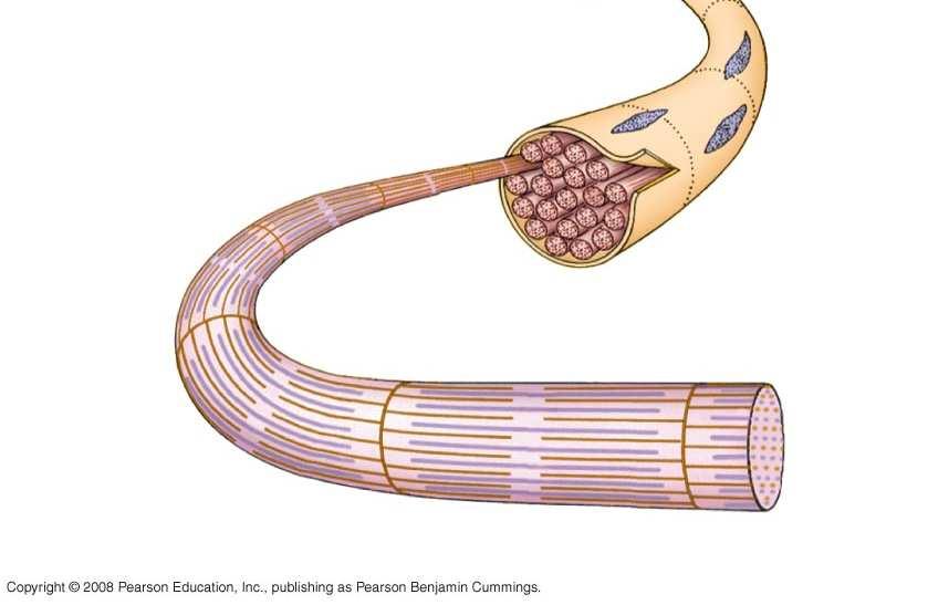 muscle fiber (cell) Plasma