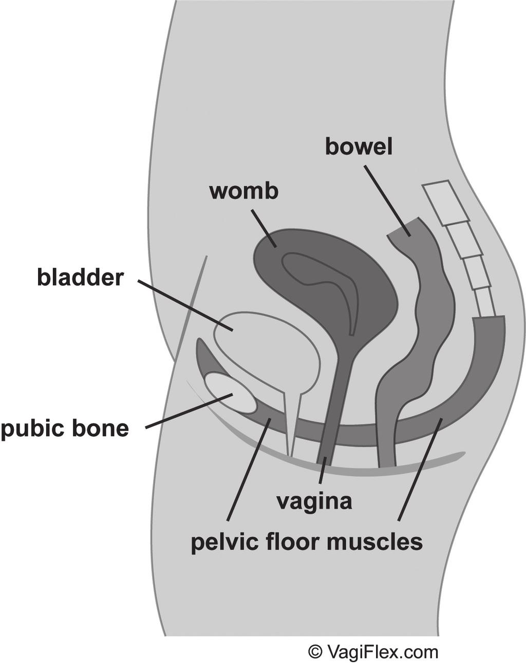 Your pelvic floor muscles need to stay strong and work in the right way at the right time.