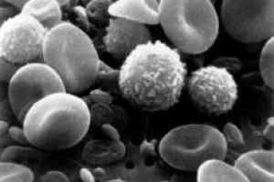 NK ląstelės Sudaro apie 5 25% PK limfocitų Įgimto imuniteto ląstelės Veikia citotoksiškai be prieš tai įvykusios sensibilizacijos Atsako pikas kelios val dienos Sunaikina virusų pažeistas, vėžines ar