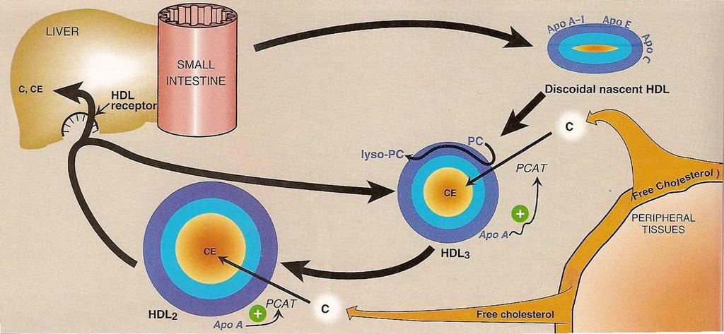 Metabolism of HDL CETP PCAT = phosphatidylcholine:cholesterol acyltransferase (LCAT = lecithin:cholesterol acyltransferase) reverse cholesterol transport HDL