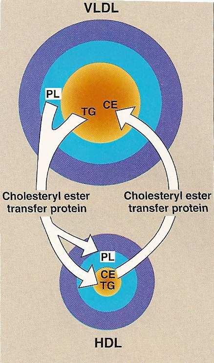 transfers cholesteryl esters to VLDL in exchange for TAG - transfer is mediated by CETP particles accept apocii from VLDL, apo E from IDL HDL 2 HDL 2 are