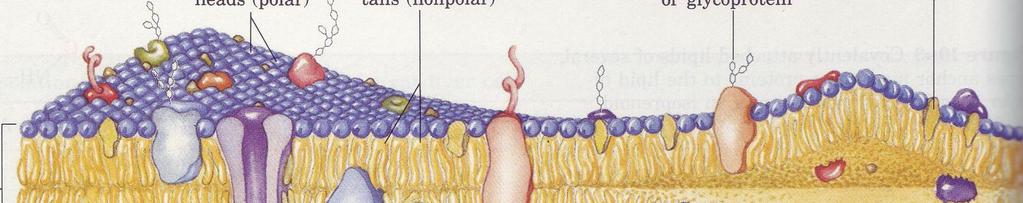 zunanja stran BIOLOŠKA MEMBRANA fosfolipidne glave repi fosfolipidov sladkorji