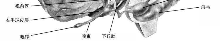 column-medial lemniscal system: tactile, arm proprioception(skin,