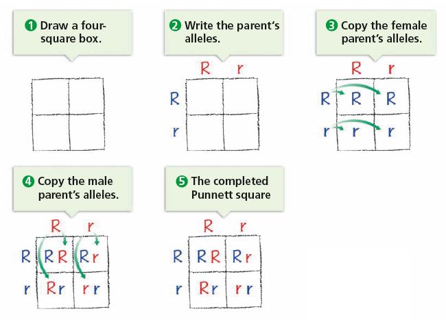 Making a Punnett Square You try this one A A A A A A AA AA a a Aa Aa Possible