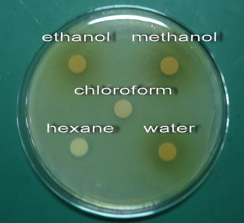 positive B. subtilis (13.0 mm), S. aureus (12.7 mm) and Gram-negative E. coli (10.3 mm). Hexane extracts were found to be active against Gram positive B. subtilis (12.0 mm), S. aureus (11.