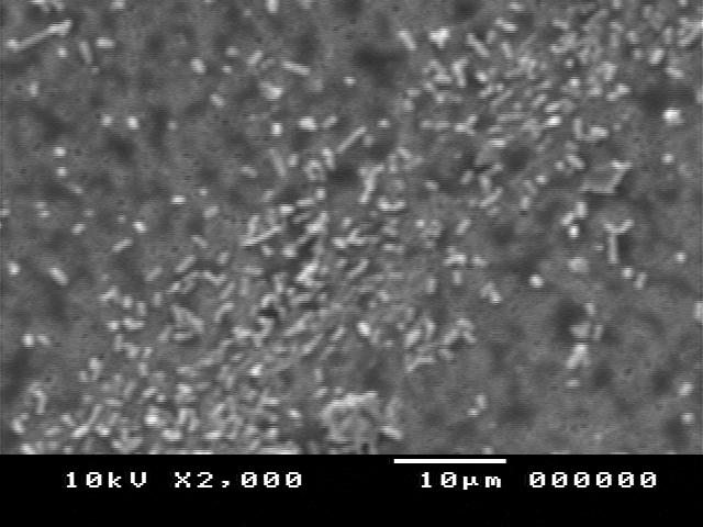 Scannig electron microscopic observation at 24h The effects of the methanol extracts of Q.