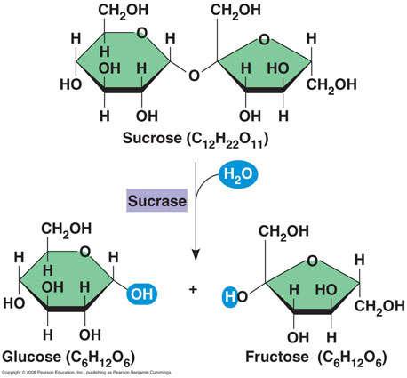 Making/Building Macromolecules Take a look at the glucose and fructose molecules below that combine to make sucrose.