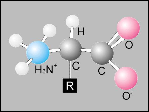 Elements C, O, H, nitrogen (N), and