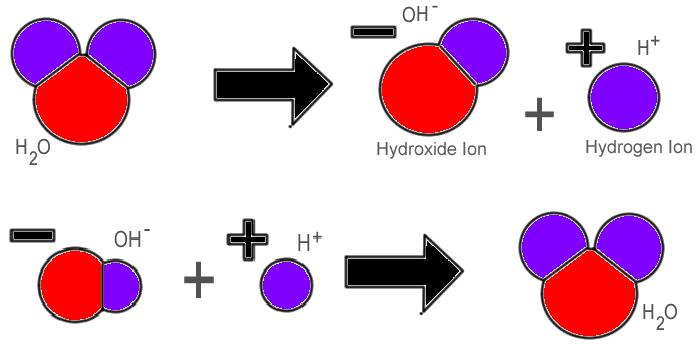 Reversible Reactions Double arrow means the reaction may