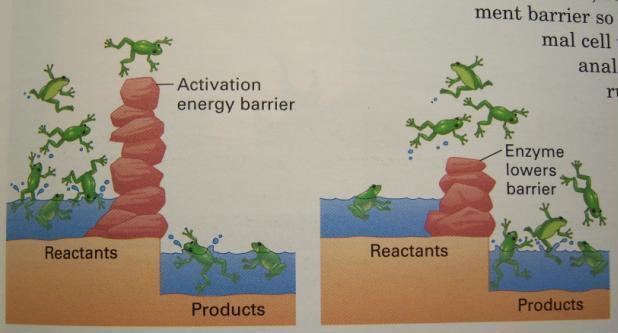 Role of Enzymes Lower the activation energy by holding the substrates together and in the
