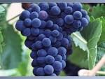 Grape seeds are one of the richest sources of Proanthocyanidins (B type)