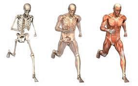 Body composition: your body consists of many different types of tissue, such as