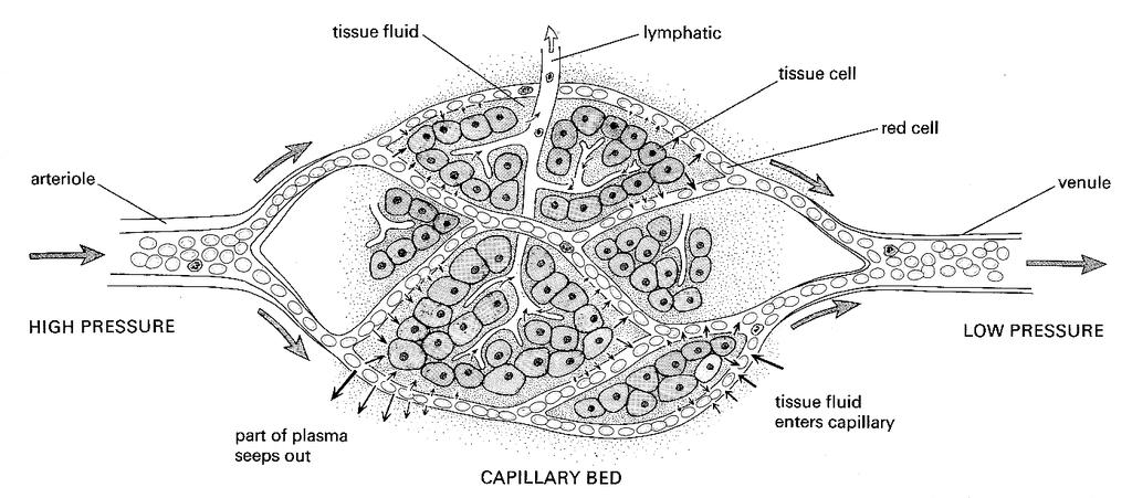 The fluid is formed continuously as plasma filters out between the cells in the capillary walls into the intercellular spaces.