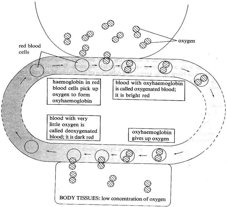 Functions: As a transport medium - 1. To transport blood cells throughout the body i.e. oxygen in red blood cells (oxyhaemoglobin) and white blood cells. 2.
