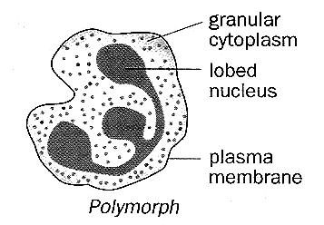 Phagocytes Structure: Multi-lobed nucleus. Made in the bone marrow. Capable of movement and can squeeze out of capillaries (formation of pseudopodia into spaces among body cells).
