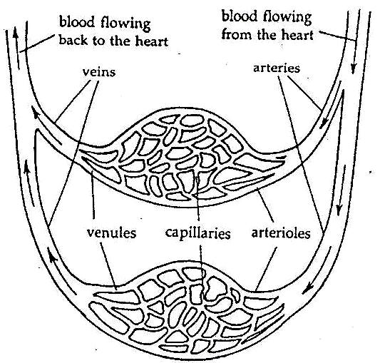 The table below shows the differences between an artery, a vein and a capillary: Feature Arteries Veins Capillaries Function Wall Lumen size Valves Blood flow To transport oxygenated blood away from
