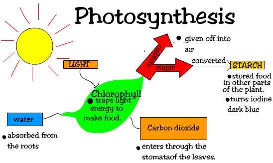9.2 Photosynthesis and Cellular Respiration pp. 183-185 Read pp.