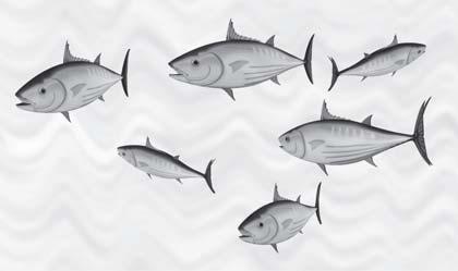 22 Fish Have you noticed that the shape of a boat is somewhat like a fish (Fig 8.22)? The head and tail of the fish are smaller than the middle portion of the body the body tapers at both ends.