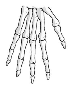 Feel the bones in your forearm, upper arm, lower leg and upper leg. Try to find the number of bones in each part.