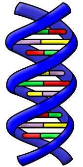 Interphase (S Stage) S Stage The next stage of Interphase is the S stage. This is named S stage because DNA is synthesized during this stage. This means that an extra copy of DNA is created.