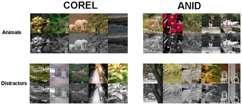 Effects of Color and Database on Animal Detection Figure 1.