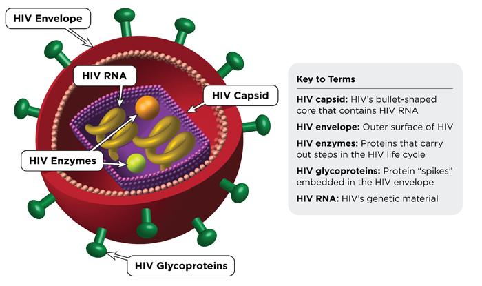 Now you are ready to follow HIV as it attacks a CD4 cell.