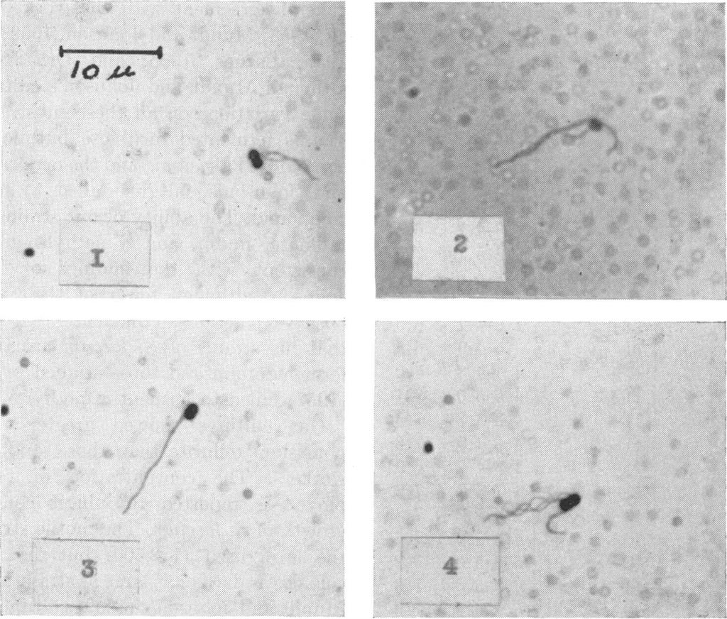 1960] MOTILE ENTEROCOCCI FROM GRASS SILAGE 715 'C_ 10-A4......... vl I.. S Us 3 Figure 1. Motile Streptococcus faecium var. mobilis var. n. Pair of cocci showing 2 lateral flagella. Figure 2.