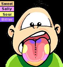 Taste: Taste buds on the tongue sense