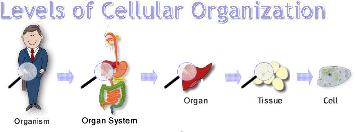 How Cells Are Organized Cells are organized